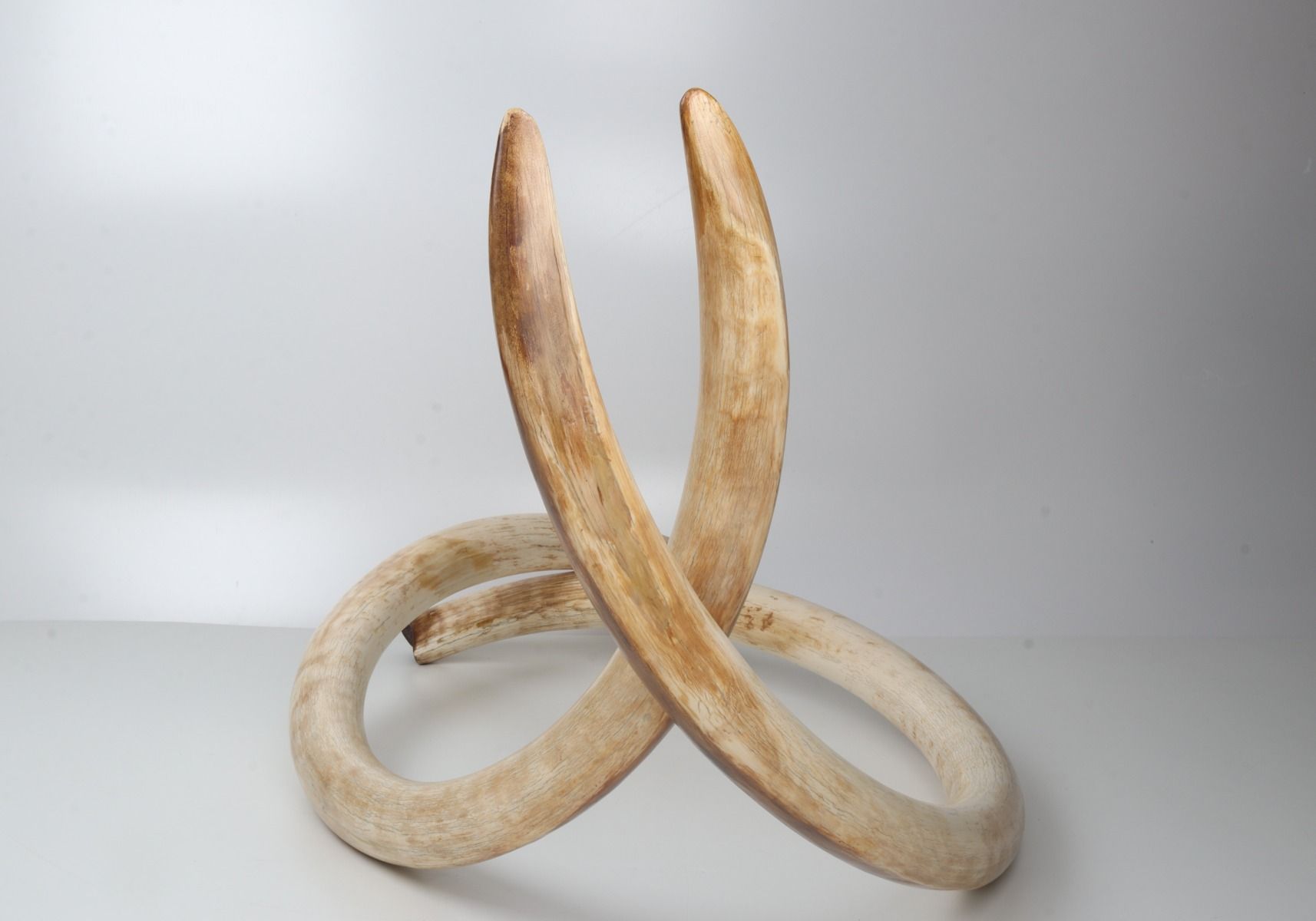 Natural woolly mammoth tusk pair