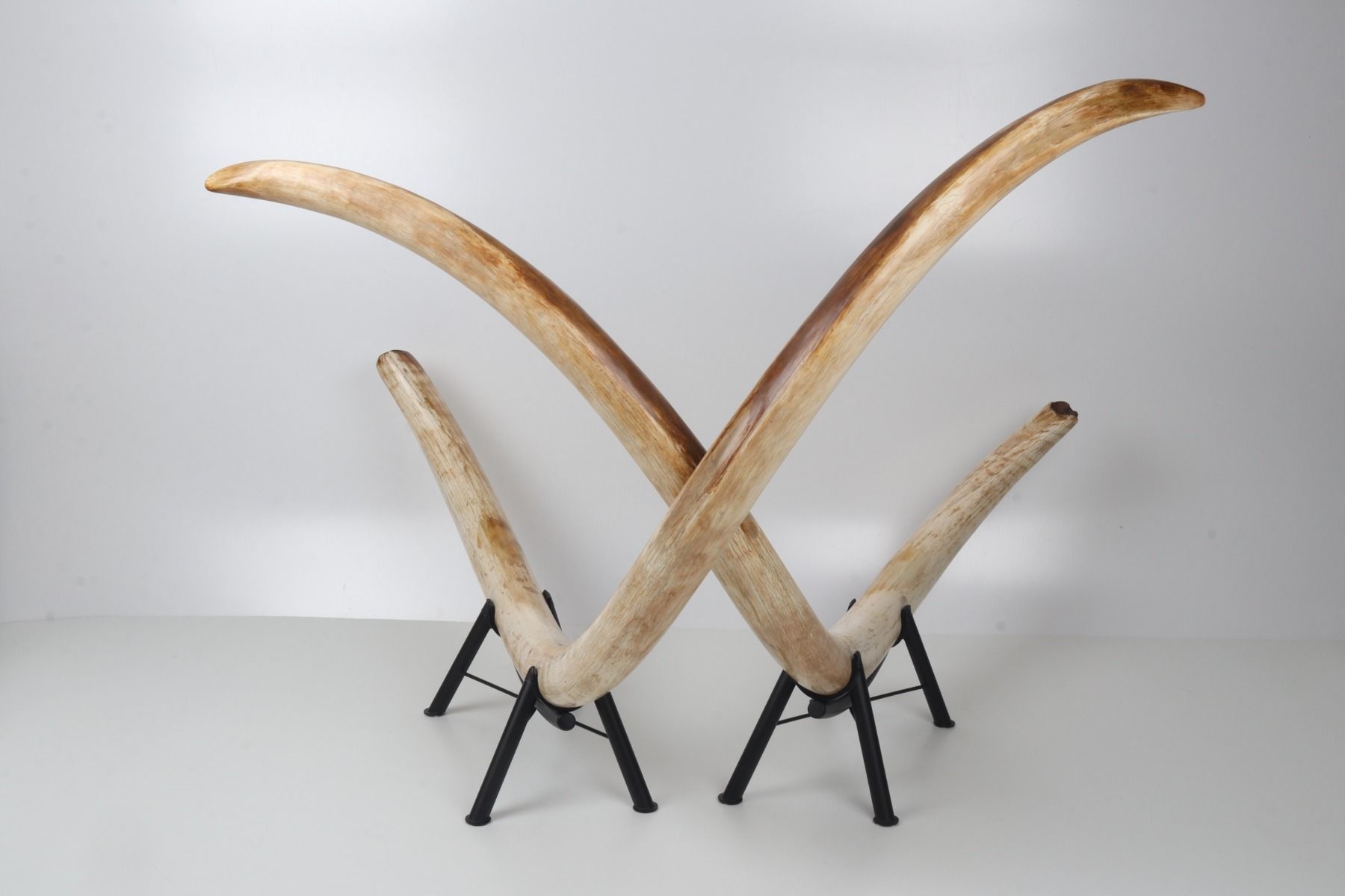 Natural woolly mammoth tusk pair