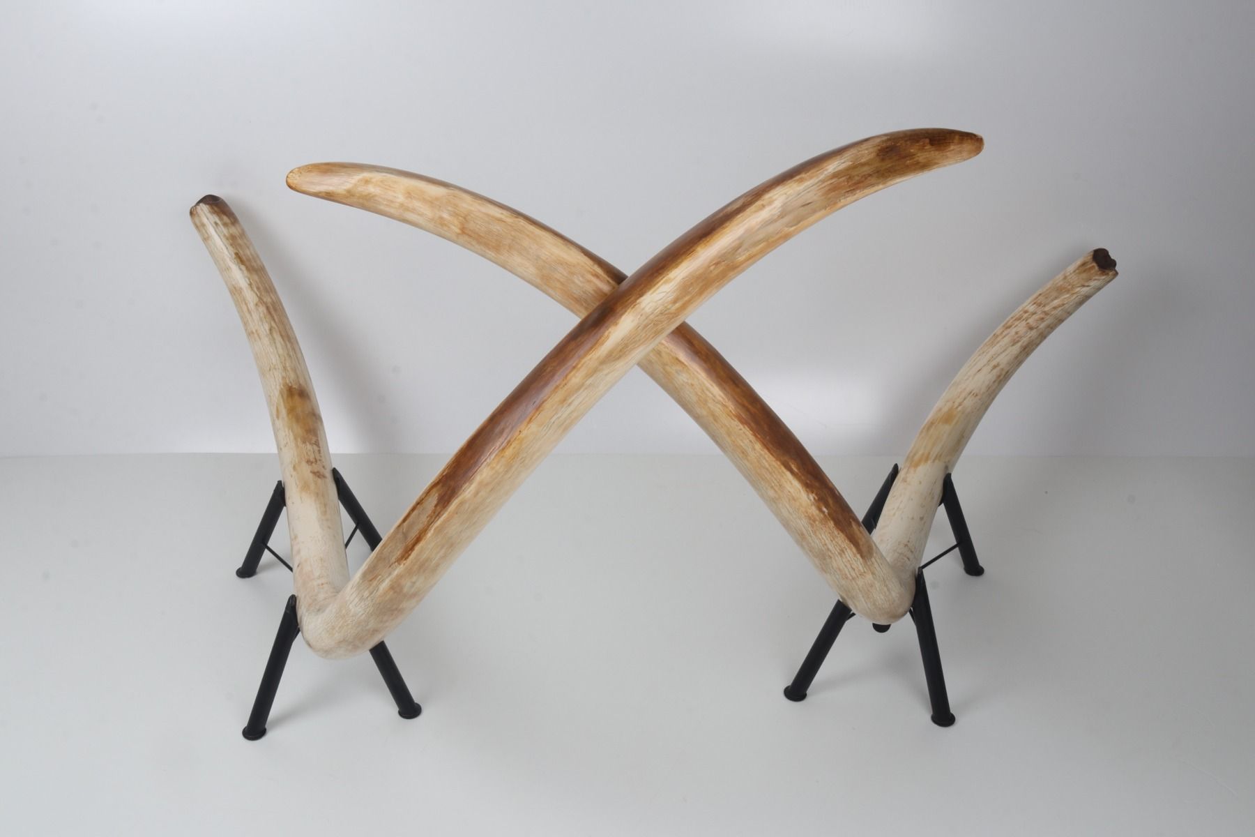 Natural woolly mammoth tusk pair