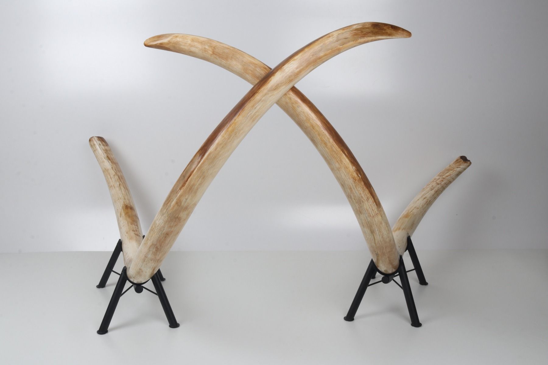 Natural woolly mammoth tusk pair