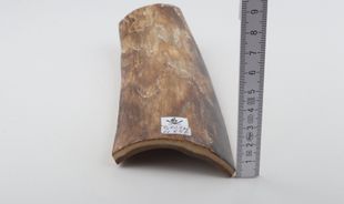 Beige mammoth bark