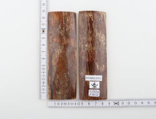Stabilised mammoth bark scales