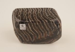 Stabilised mammoth molar 