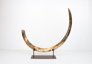 Restored woolly mammoth tusk