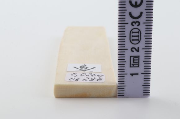 White mammoth ivory segment