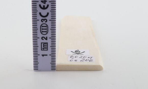 White mammoth ivory segment