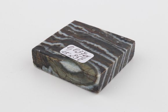 Stabilized mammoth molar piece