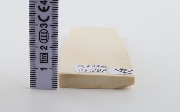 White mammoth ivory segment