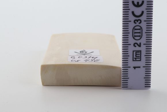 White mammoth ivory segment