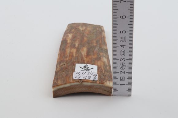 Orange mammoth bark