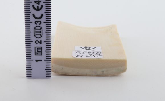 White mammoth ivory segment