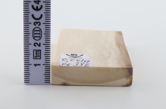 White mammoth ivory segment