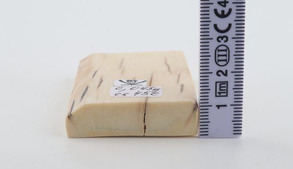 White mammoth ivory segment