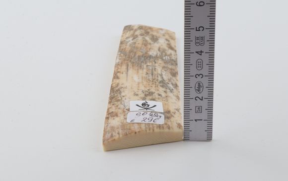 White-grey mammoth bark