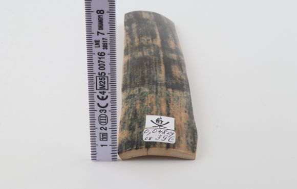 Blue mammoth bark