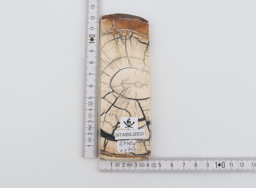 Single stabilized mammoth ivory piece