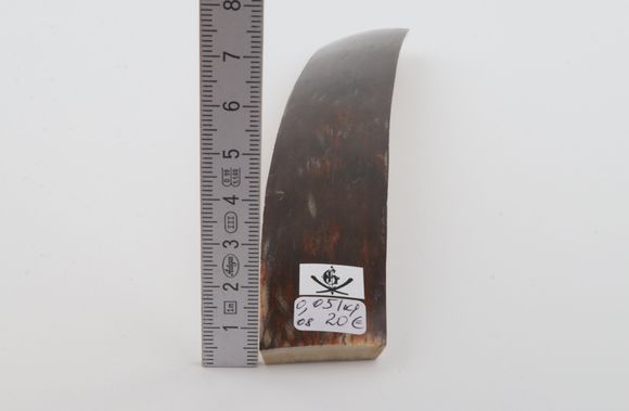 Brown-blue mammoth bark