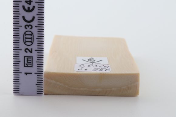 White mammoth ivory segment