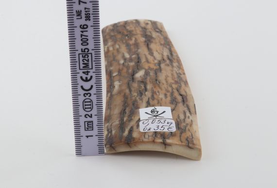 Mustard mammoth bark