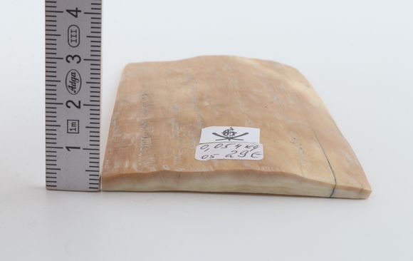 Beige mammoth bark