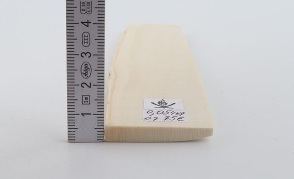 White mammoth ivory segment