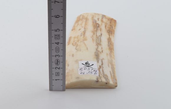 White-yellow mammoth bark