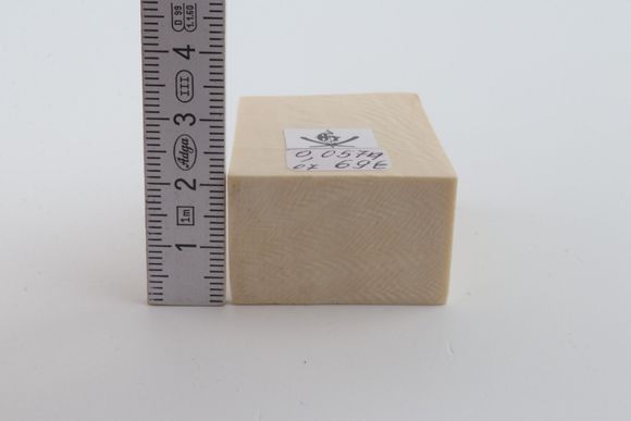 White mammoth ivory segment
