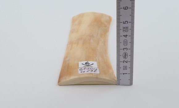 Creme mammoth bark