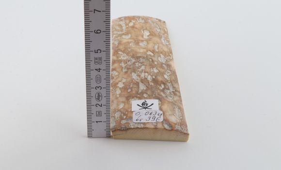Beige mammoth bark