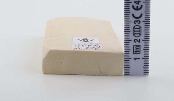 White mammoth ivory segment