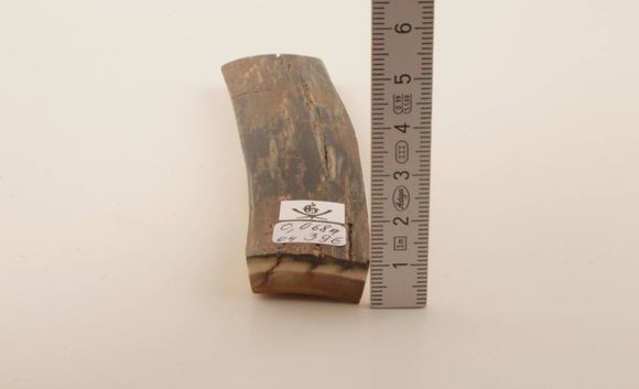 Brown-black mammoth bark