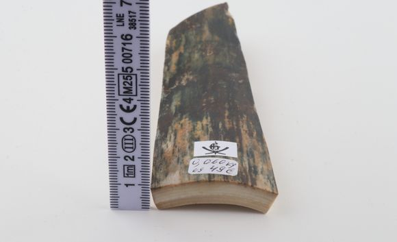 Green mammoth bark