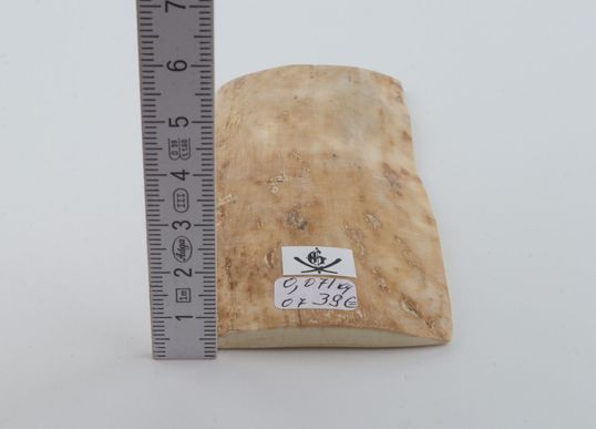 Creme mammoth bark