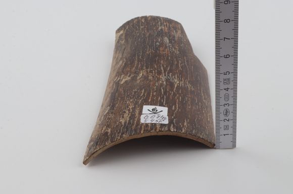 Brown mammoth bark