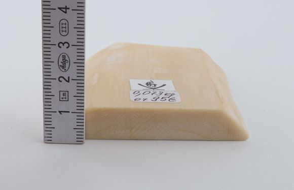 White mammoth ivory segment