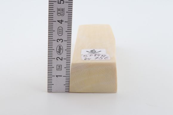 White mammoth ivory segment