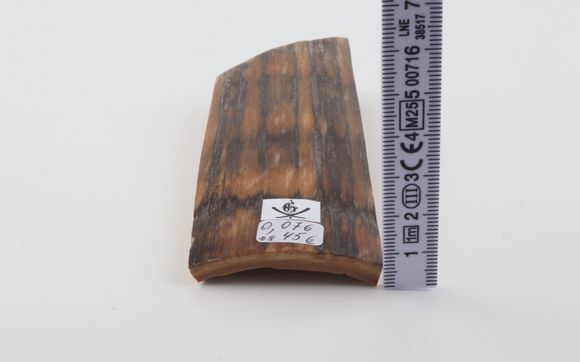 Brown-mustard mammoth bark