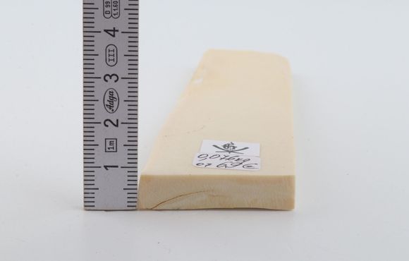 White mammoth ivory segment