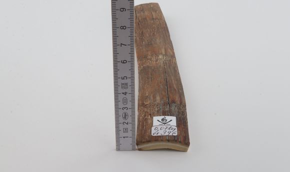 Beige mammoth bark