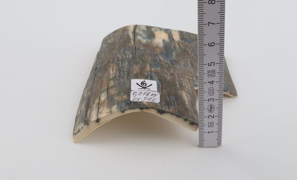Blue mammoth bark