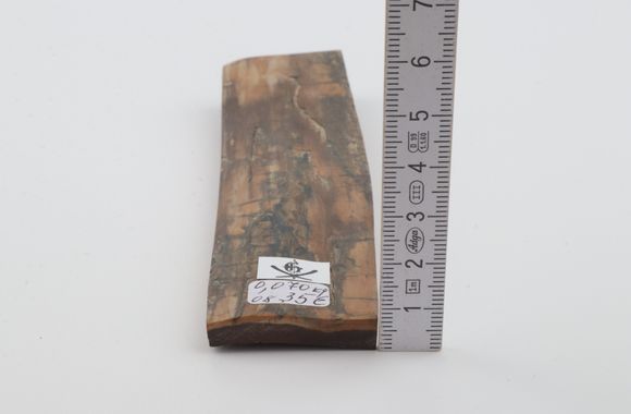 Brown-beige mammoth bark