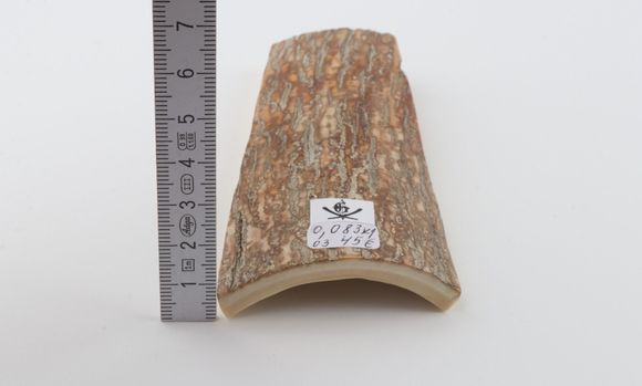 Beige mammoth bark