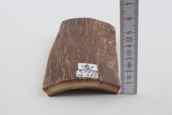 Brown mammoth bark