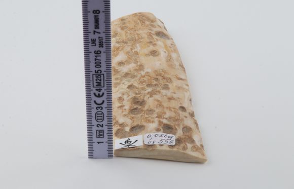 Creme mammoth bark
