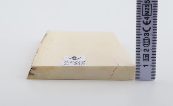 White mammoth ivory segment