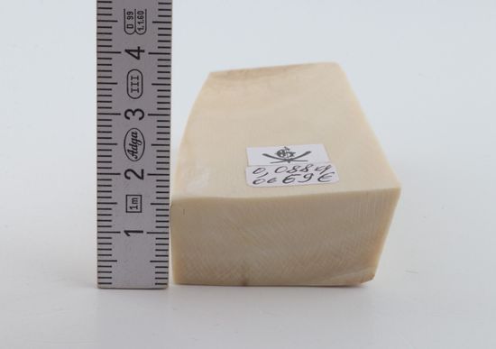 White mammoth ivory segment