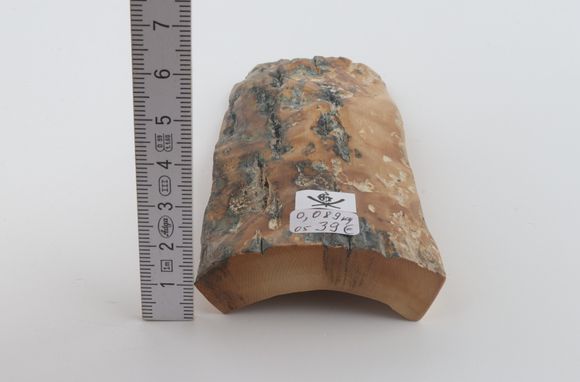 Beige-blue mammoth bark