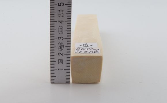 White mammoth ivory segment
