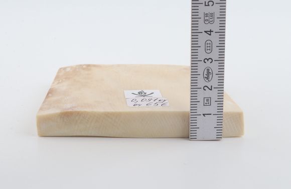 White mammoth ivory segment