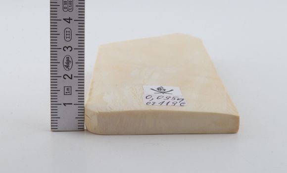 White mammoth ivory segment